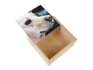 Fabulous Caixa de Madeira Close-Up Jovem Cão Labrador Branco Vida Animal 11 X 11 X 3 5 Cm