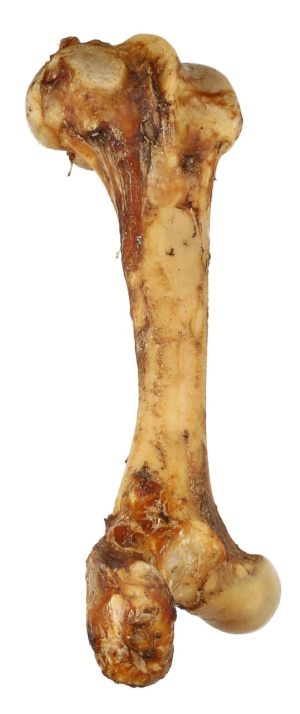 ABAKUS Kość wołowa wędzona - Duża 30 - 35 cm (1 szt.)