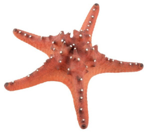 AQUA NATURA Dekoracja akwarystyczna rozgwiazda duża 22cm - czerwona